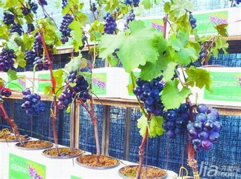 天干地支2024 葡萄種植盆栽